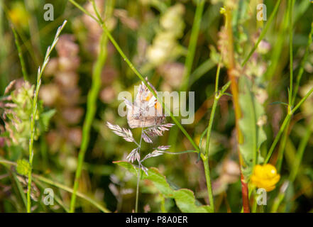 Kleine Heide Schmetterling auf Gras Halm Stockfoto