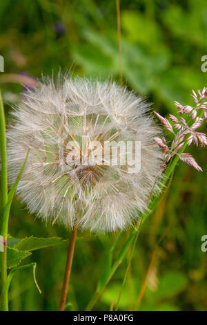 Jack zu Bett gehen am Mittag seedhead Stockfoto