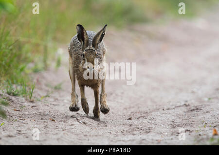 Europäische hare (Lepus europaeus), laufen, Emsland, Niedersachsen, Deutschland Stockfoto