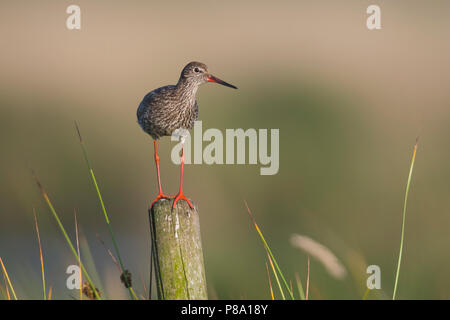 Gemeinsame Rotschenkel (Tringa totanus), steht auf einem Pfahl, Emsland, Niedersachsen, Deutschland Stockfoto