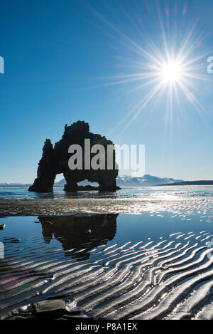 Hvítserkur, Elephant Rock spiegelt sich auf dem Strand von Lava, Basalt Felsen in der Form eines Elefanten im Sonnenschein, Norðurland djupivogur Stockfoto