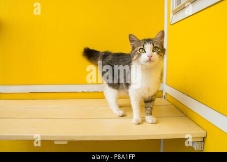 Cat Woman stehen auf einer Bank, auf Hintergrund der gelben Hintergrund. Stockfoto