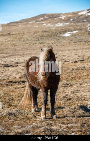 Isländische Pferd (Equus przewalskii f. caballus), Halbinsel Vatnsnes, Norðurland djupivogur, Northern Island, Island Stockfoto