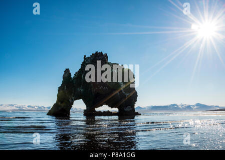 Hvítserkur, Elephant Rock am Lavastrand, Basalt Rock in Form eines Elefanten im Sonnenschein, Norðurland djupivogur Stockfoto