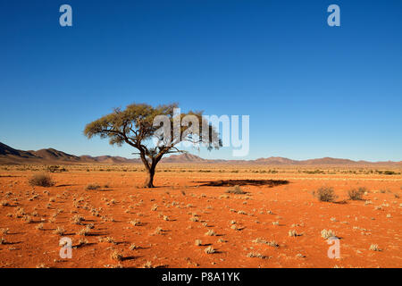 Wüstenlandschaft mit Regenschirm Regenschirm thorn Akazie (Acacia tortilis) im Vordergrund, Tirasberge, Namibia Stockfoto