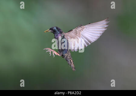 Europäische Star (Sturnus vulgaris) im Flug mit Nahrung im Schnabel, Nordrhein-Westfalen, Deutschland Stockfoto