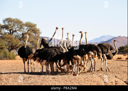 Südafrikanische Strauße (Struthio camelus australis) in einer Straußenfarm Fütterung, Tirasberge, Farm Koiimasis, Namibia Stockfoto