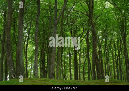 Laubwald Stockfoto