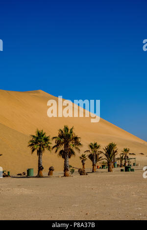 Golden Sands von Dune 7, die höchste mit Palmen in Namibia in der Nähe von Walvis Bay gegen den klaren blauen Himmel Stockfoto