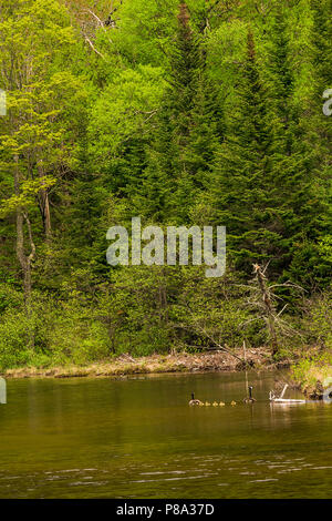 Kanada Gänse und Küken auf Willey Teich im Frühling, White Mountain National Forest, Carroll Co, NH Stockfoto