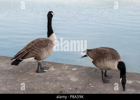 Zwei kanadische Gänse stehend an einem See Stockfoto