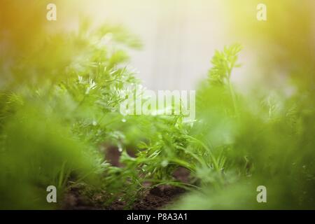 Kopfsalat wächst in einem Garten. Stockfoto