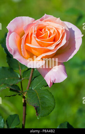 Eine cremige Rose mit Blättern, eine orange Blume auf einem Hintergrund von grünem Gras. Für ihr Design Stockfoto