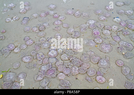 Tausende von gemeinsamen Qualle, auch als Ohrenquallen, am Strand angeschwemmt bekannt