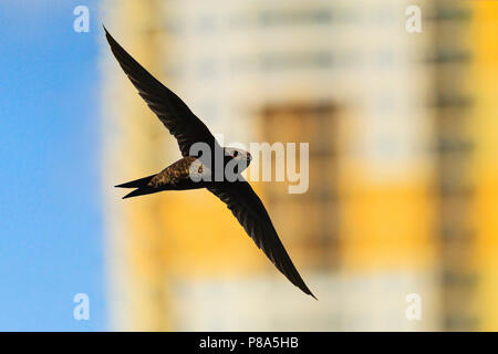 Swift fliegt vor dem Hintergrund der hohen Gebäude. Stockfoto