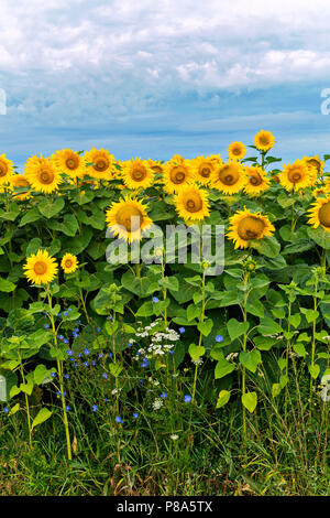 Gelbe Blüten mit einer Sonnenblume, weißen Blüten von wild Dill und blauen kleinen Blüten einer anderen Pflanze gegen den Himmel. Schönheit. Für ihr Design Stockfoto