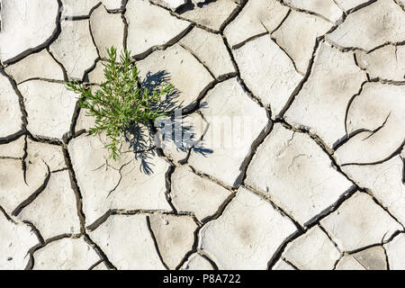 Überblick über das Muster eines gebrochenen Trocken graue Erde mit einem einzigen kleinen grünen Pflanze. Stockfoto