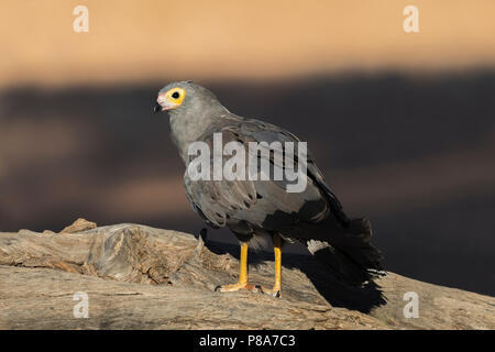 African Harrier - Hawk (gymnogene) (Polyboroides typus), Kgalagadi Transfrontier Park, Südafrika Stockfoto