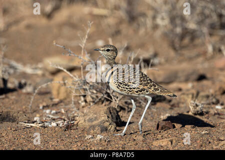 Doublebanded Renner (Rhinoptilus africanus), Karoo National Park, Südafrika, Stockfoto