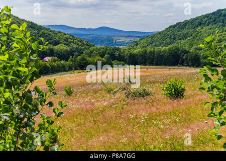 Eine große Anzahl von kleinen Wildblumen und Pflanzen auf dem Hintergrund der hohen grünen Bäumen und sanften Berghängen. Für ihr Design Stockfoto