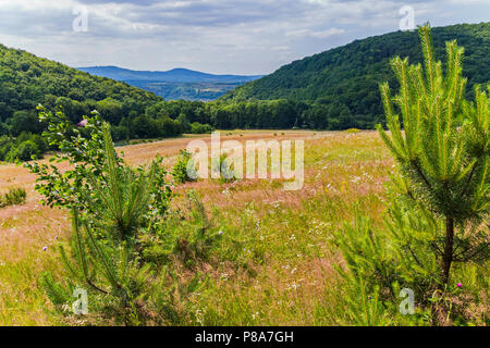 Wiese mit Gras auf einer niedrigen Abstieg aus dem Hügel mit einer schönen Aussicht auf die Pisten mit Holz und Berggipfel in der Ferne sichtbar überwuchert. . Stockfoto