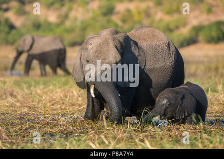 Elefant (Loxodonta africana) und Kalb, Chobe National Park, Botswana, Juni 2017 Stockfoto
