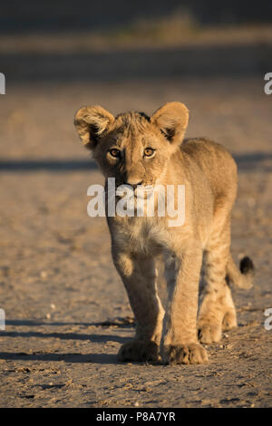 Lion Cub (Panthera leo), Kgalagadi Transfrontier Park, Südafrika Stockfoto