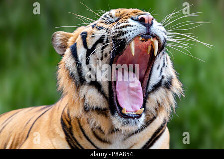 Indochinesischen nach Tiger bekannt als Panthera tigris Corbetti in Lateinamerika, mit seinen Mund weit geöffnet, Thailand. Stockfoto