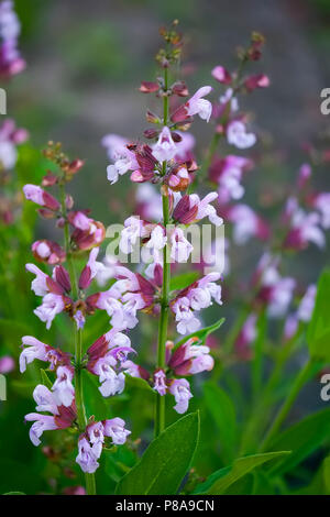 Zarte Schnee-weiße Blumen von grünen Blättern eingerahmt. Für ihr Design Stockfoto