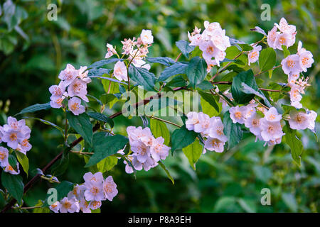 Die Niederlassung der blühender Apfelbaum ist mit hellem Lila Farbe Geflutet. Für ihr Design Stockfoto