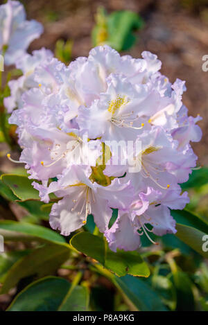 Blütenstand weiß und pink Apple Blüten. Bald auf dieser Seite wird es mehrere Äpfel mit roten Seiten. Für ihr Design Stockfoto