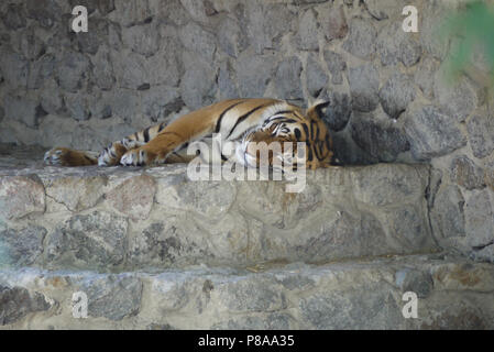 Schlaf schön gestreifte Tiger in einem Zoo auf einer felsigen Landzunge an einem sonnigen Sommertag. Für ihr Design Stockfoto