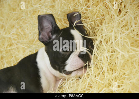 Schwarze und weiße Französische Bulldogge Stockfoto