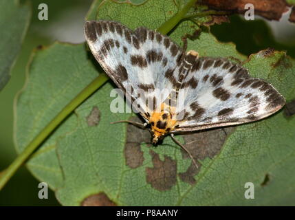 Europäische Kleine Elster Motte (Anania hortulata) - Spanner (Geometridae) Stockfoto