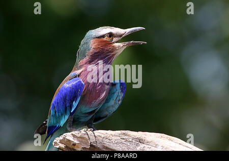 Männliche African Lilac breasted Roller (Coracias caudatus) im Song Stockfoto