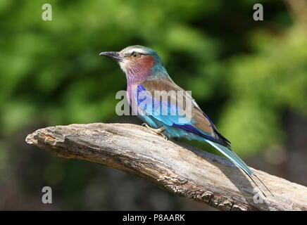 African Lilac breasted Roller (Coracias caudatus) posing Stockfoto