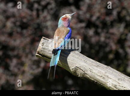 African Lilac breasted Roller (Coracias caudatus) posing Stockfoto