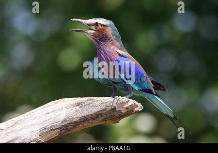 Männliche African Lilac breasted Roller (Coracias caudatus) im Song Stockfoto