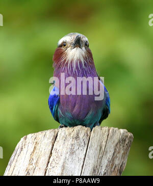 African Lilac breasted Roller (Coracias caudatus) Vorwärts facinf Stockfoto