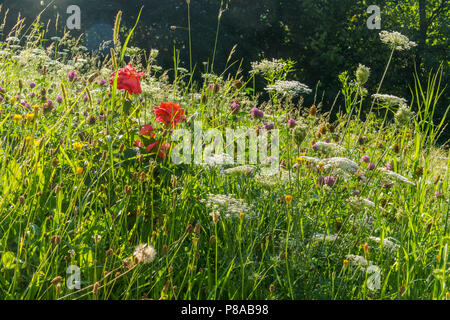Eine Vielzahl von Wildblumen wachsen im dichten Gras unter den Strahlen der warmen Sommer Sonne neben dem Dickicht von Sträuchern. . Für ihr Design Stockfoto