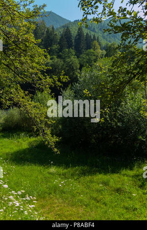 Grünen Waldlichtung mit einer Menge Laubbäume vor dem Hintergrund der endlosen Bergketten. Für ihr Design Stockfoto