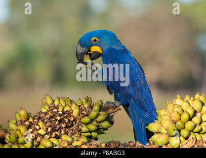 Ein Hyazinthara Fütterung auf die Muttern des Bacuri Palm, im Pantanal in Brasilien. Stockfoto