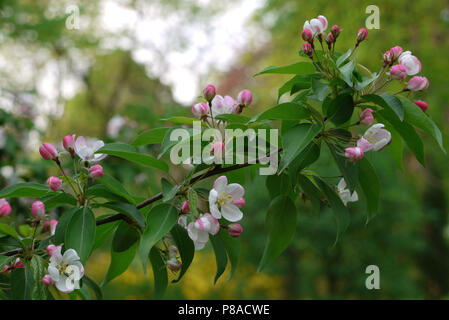 Blühenden weißen Blütenblättern und unentdeckte rosa Knospen auf einen dünnen Zweig mit grünen Blätter sind alle kirschblüten. . Für ihr Design Stockfoto