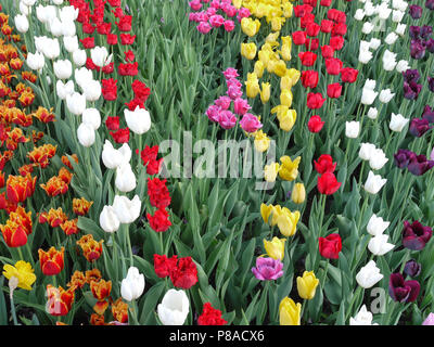 Chic Tulpen sitzen in Zeilen, die in der Blume - Zimmer weiß rot gelb rosa Burgund feurig rot unglaubliche Schönheit. Für ihr Design Stockfoto