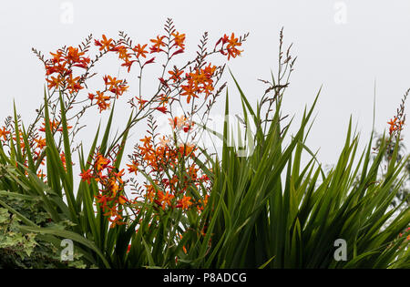 Rote und orange Crocosmia aurea Blüten Stockfoto