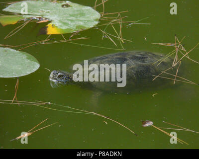 Eine Schildkröte schwimmen in einem grünen Teich unter den Seerosen und andere Vegetation. Für ihr Design Stockfoto