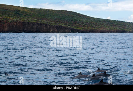 Wild Hawaiian Spinner Delfine, Stenella longirostris, schwimmen frei vor der Küste von Lana'i. Stockfoto