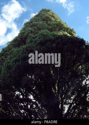 Grünen Nadelbaum mit kleine Kegel in der Sonne vor einem blauen Himmel mit weißen Wolken. Für ihr Design Stockfoto