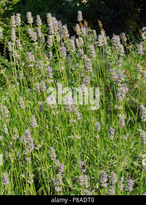 Eine Wiese mit hohen Zweige der Lavendel zu Beginn der Blütezeit in den Park. Für ihr Design Stockfoto