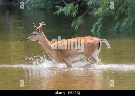 Damwild Abkühlung Fluss Elwy, North Wales Stockfoto